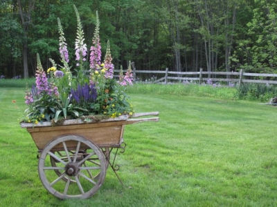 Wheel barrow planter with snap dragons and lupines.