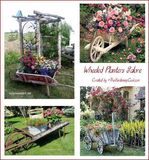 Collection of wheelbarrow planters. Recycling at its best!