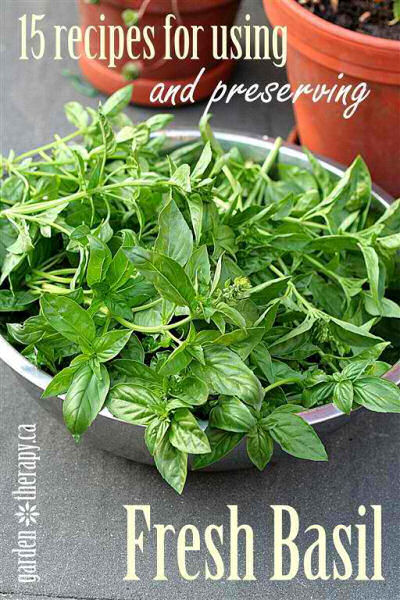 15 recipes for using and preserving fresh basil.