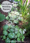 Strawberry Begonia – Great as a house plant or a ground cover
