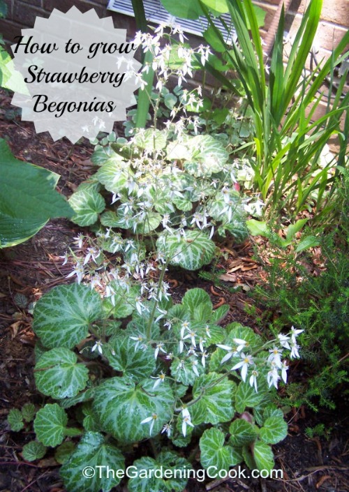 How to grow Strawberry begonia plants