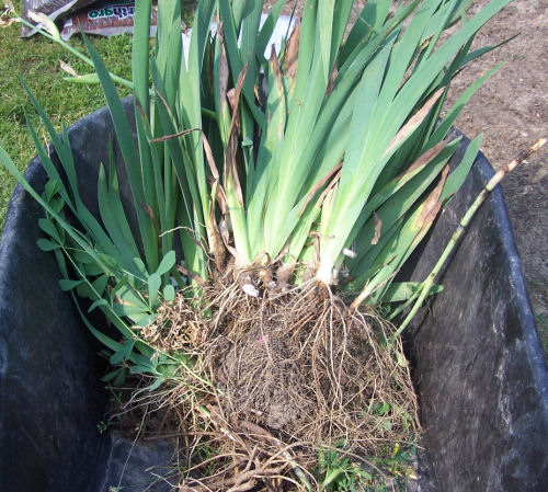 Baptista and iris