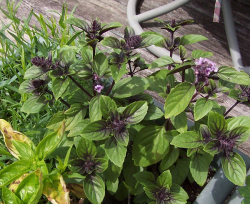growing basil