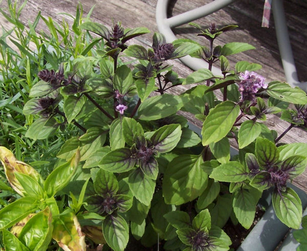 growing basil