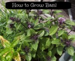 Growing Basil – Learn how to grow it easily – Annual
