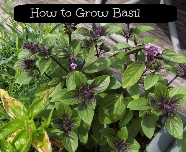 Learn how to grow Basil