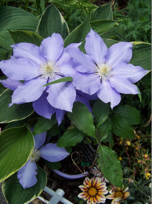Clematis vine