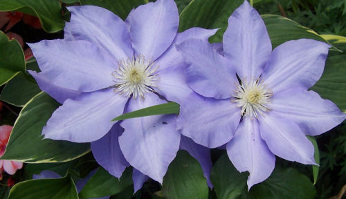 clematis close up of flowers