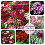 Growing Dianthus Barbatus (Sweet William) and Other Garden Pinks