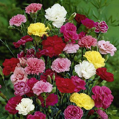Dianthus Grenadine Mix