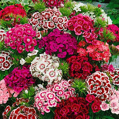 Dianthus Indian Carpet