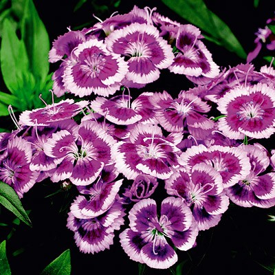 Dianthus Purple Picotee