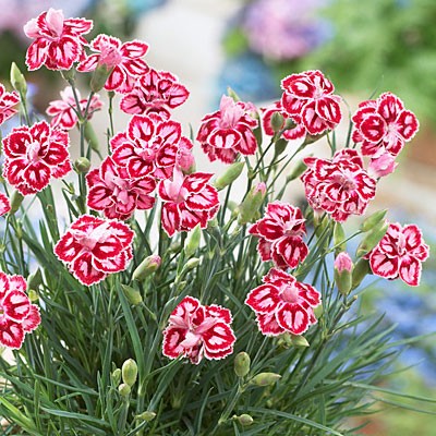 Dianthus Starburst 