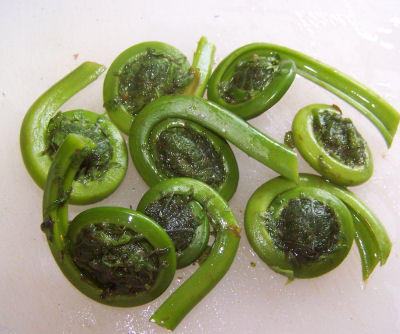 fiddlehead ferns