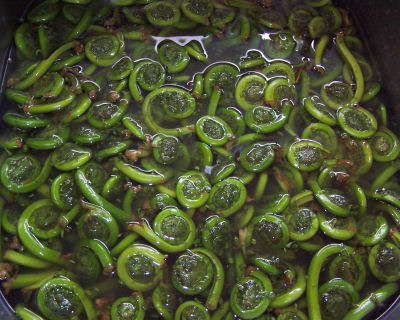 fiddlehead ferns