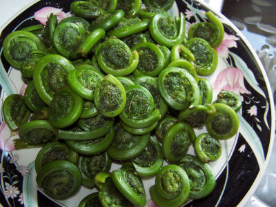 fiddlehead ferns