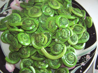 fiddlehead ferns