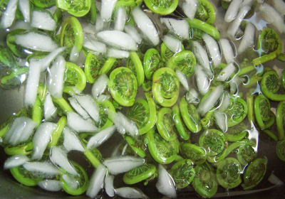 fiddlehead ferns