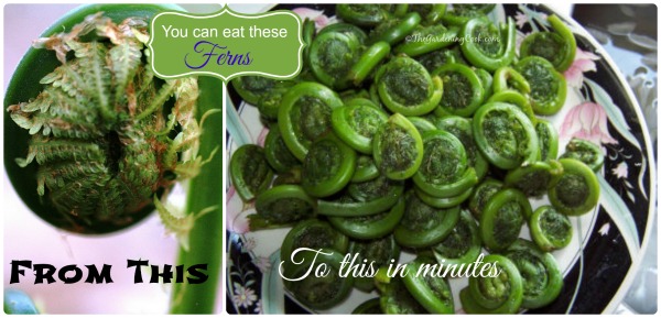 Fiddlehead ferns. The edible vegetable from a fern plant. Find out how to cook them at https://staging.thegardeningcook.com/fiddlehead-ferns/