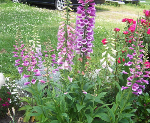 foxgloves