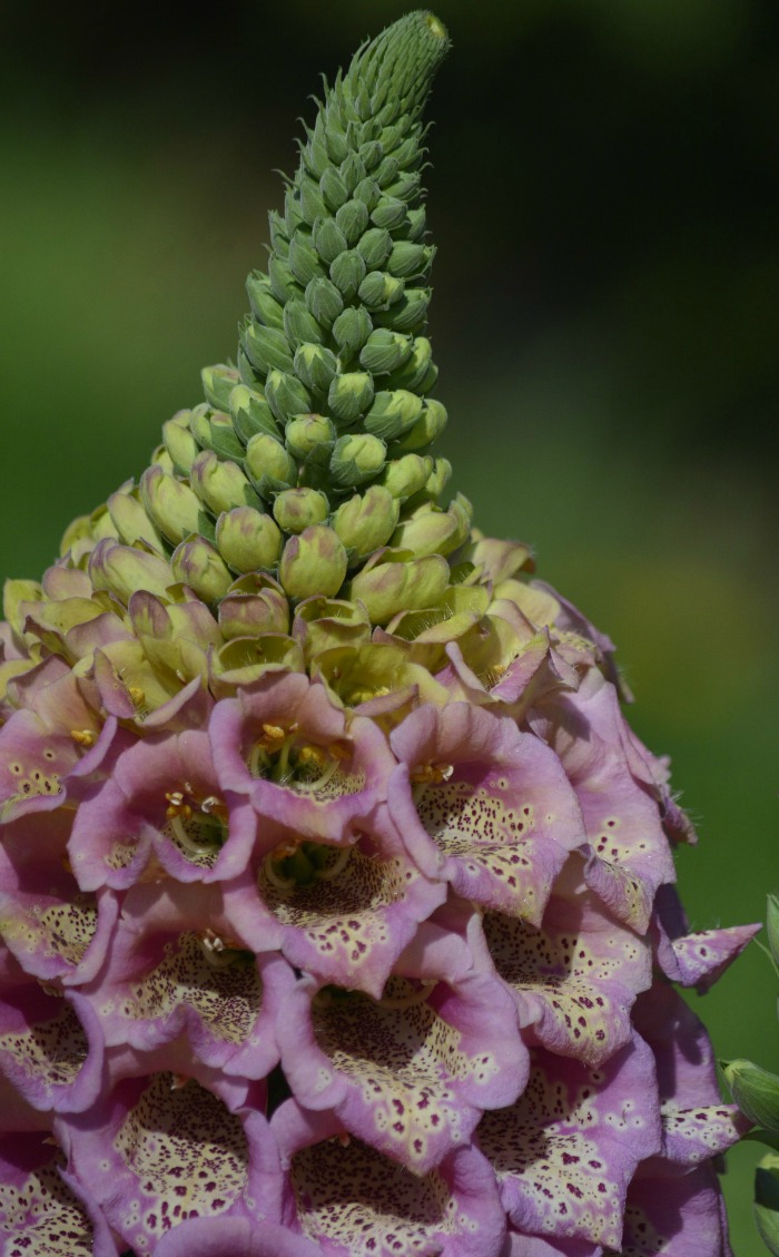 The bottom petals of the foxglove open up first.