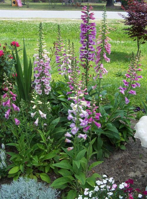 garden bed with foxgloves growing
