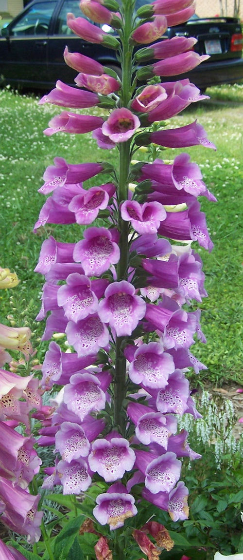 purple foxglove plant close up