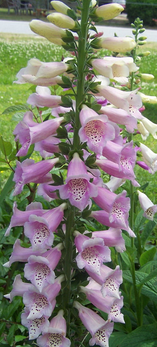Foxglove plant in full bloom