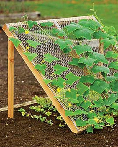 Cucumber Trellis to grow companion crops.