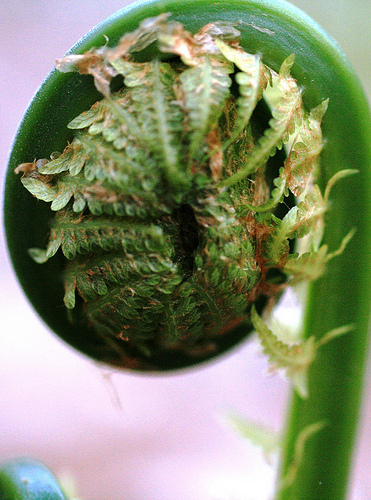 fiddlehead fern