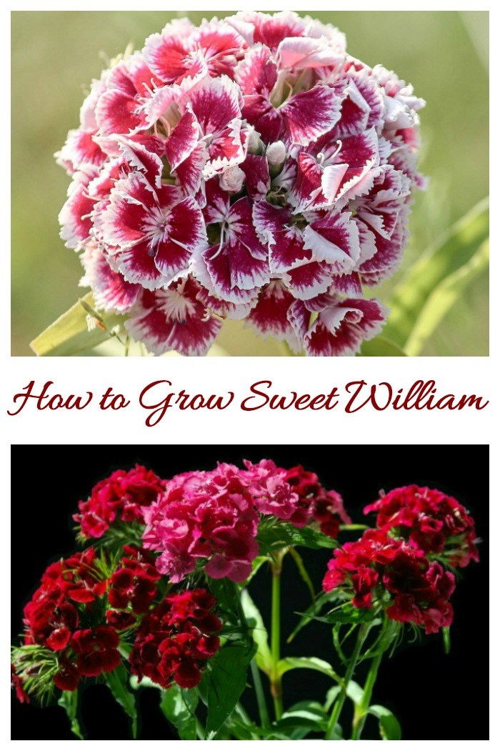 Sweet William plants Dianthus Barbatus is also known as Sweet William. It is a tender perennial, often grown as a biennial in most hardiness zones.