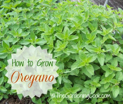 Growing Oregano – From The Planter to Italian Dishes