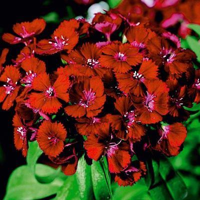 Dianthus Red