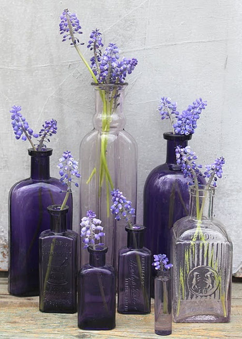 lilacs