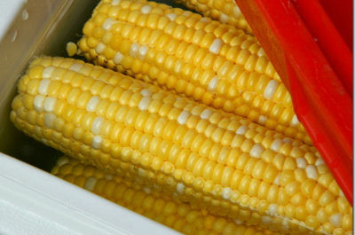 Cooler corn