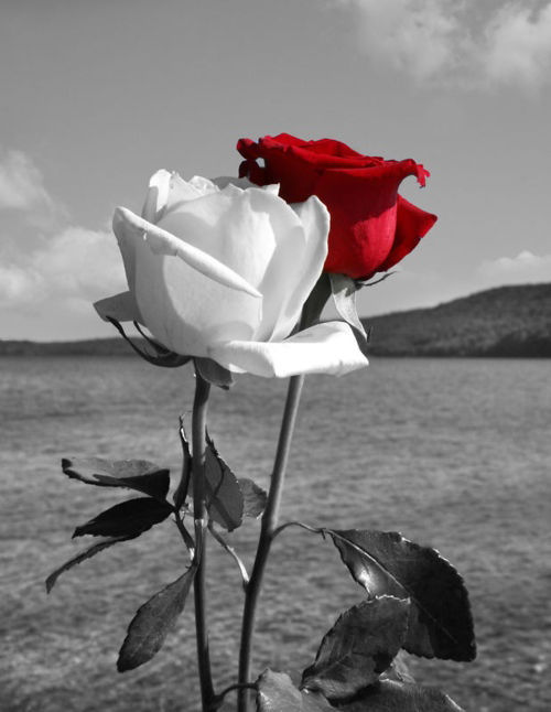 rose