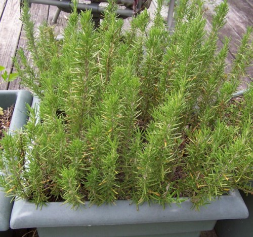fresh Rosemary - a great patio plant