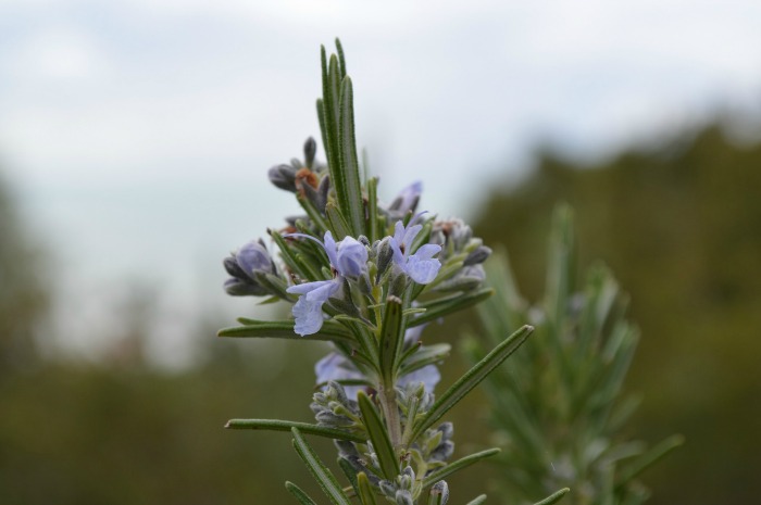 Rosemary flowers