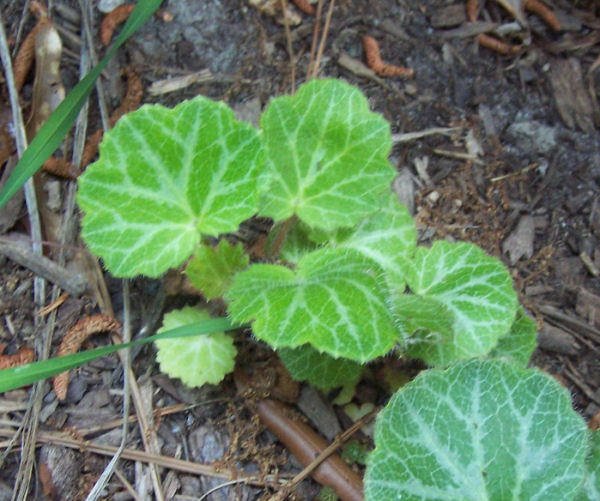 Strawberry begonia offest