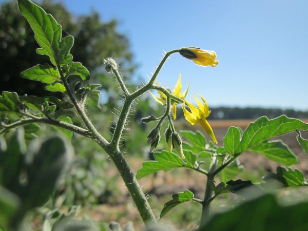 Tomato blossoms