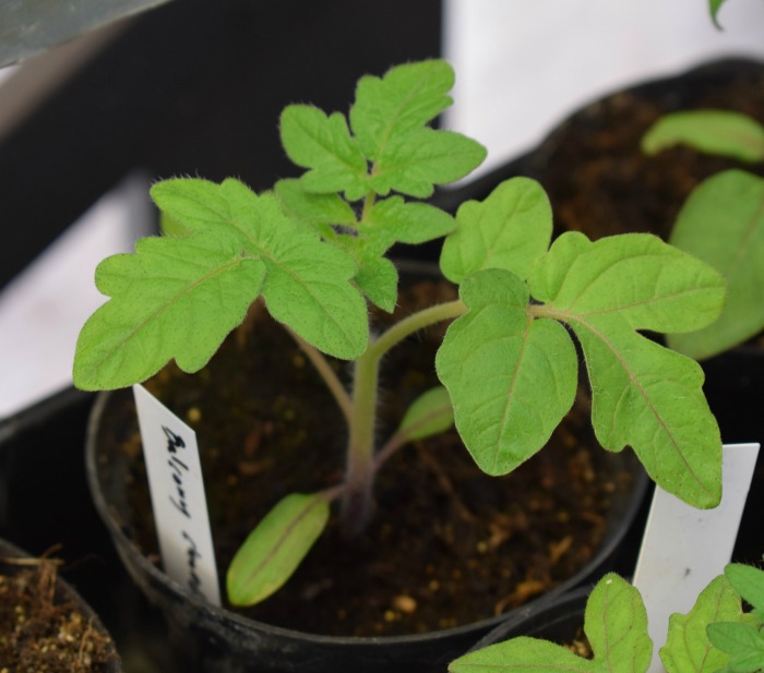 Tomato seedling