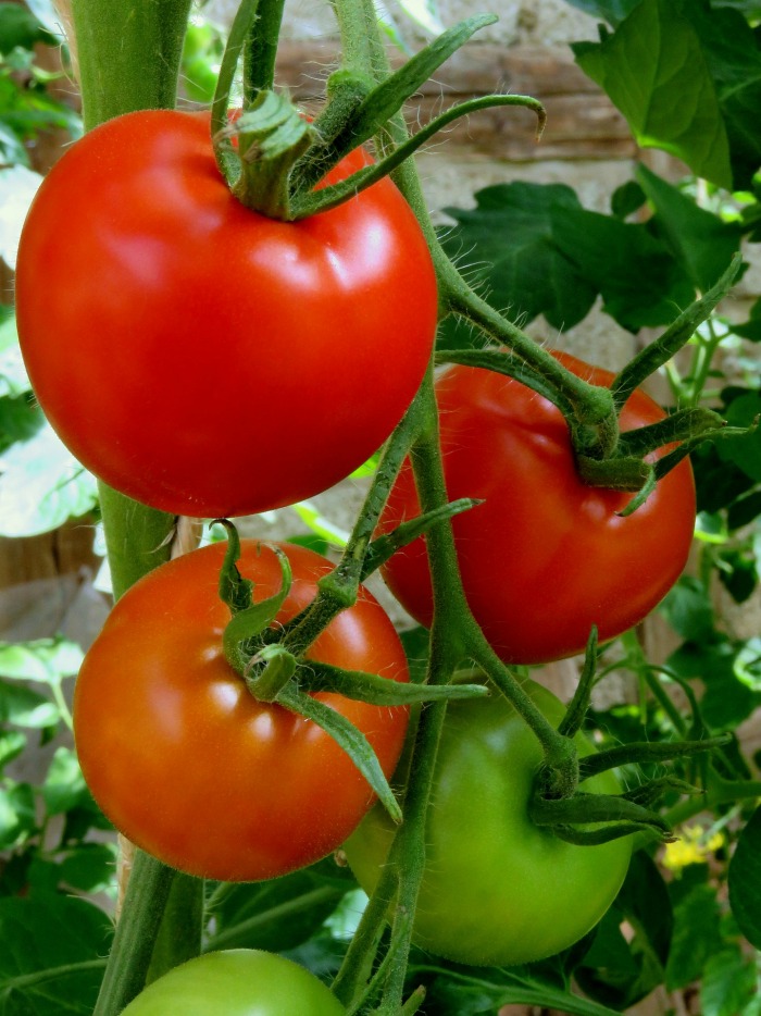tomatoes that ripen on the vine are sweet