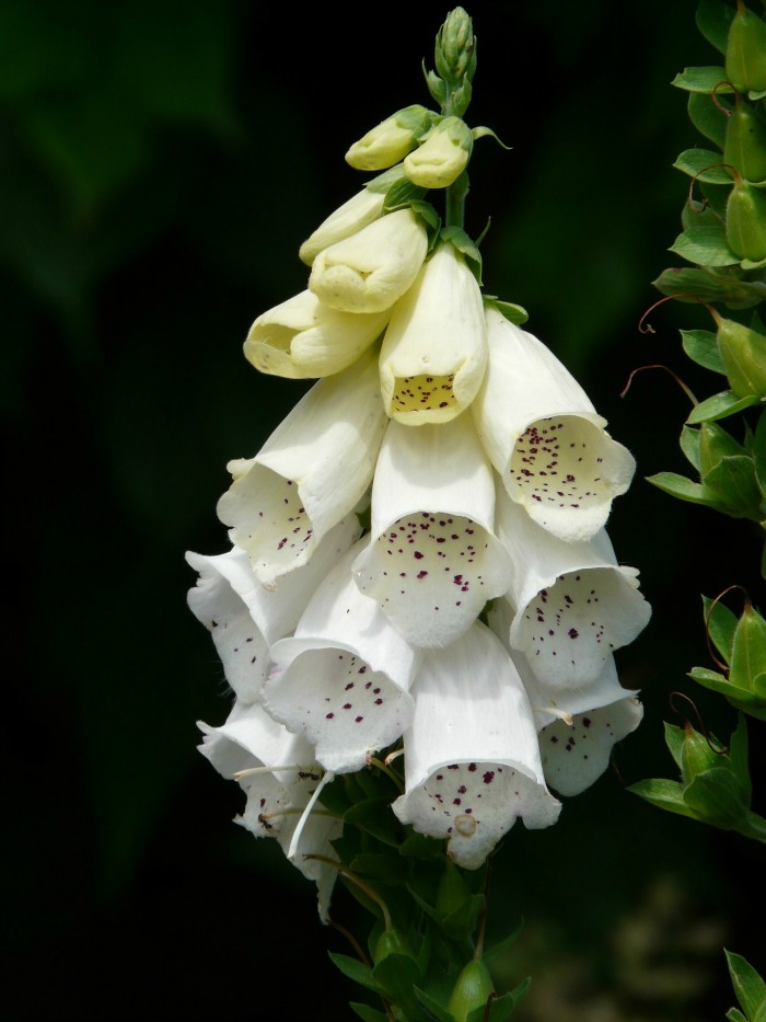 white foxglove flower with speckled throat