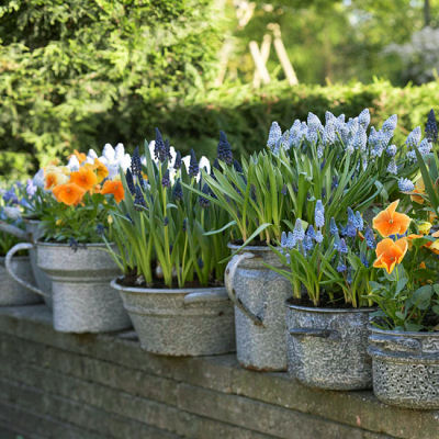 Tulips and Hyacinths in galvanized planters