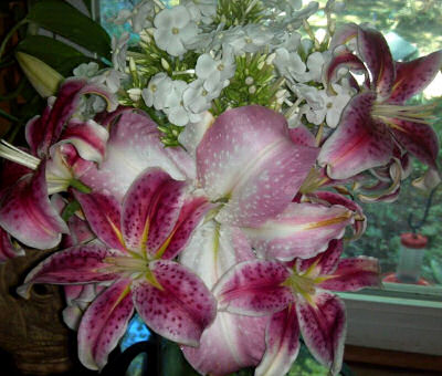 Oriental Lilies and David Phlox
