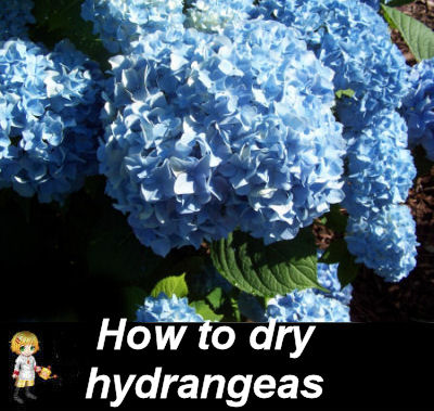 How to dry hydrangeas by the water method.