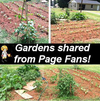 Vegetable gardens from the fans of The Gardening Cook