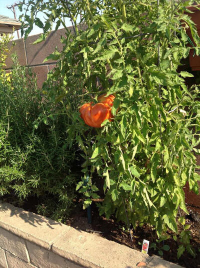 Lone tomato!