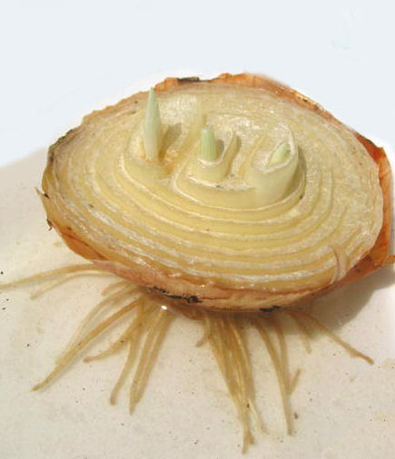 regrowing onions