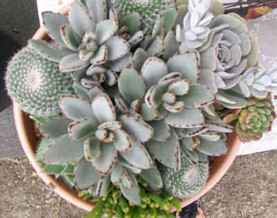 Planter of succulents